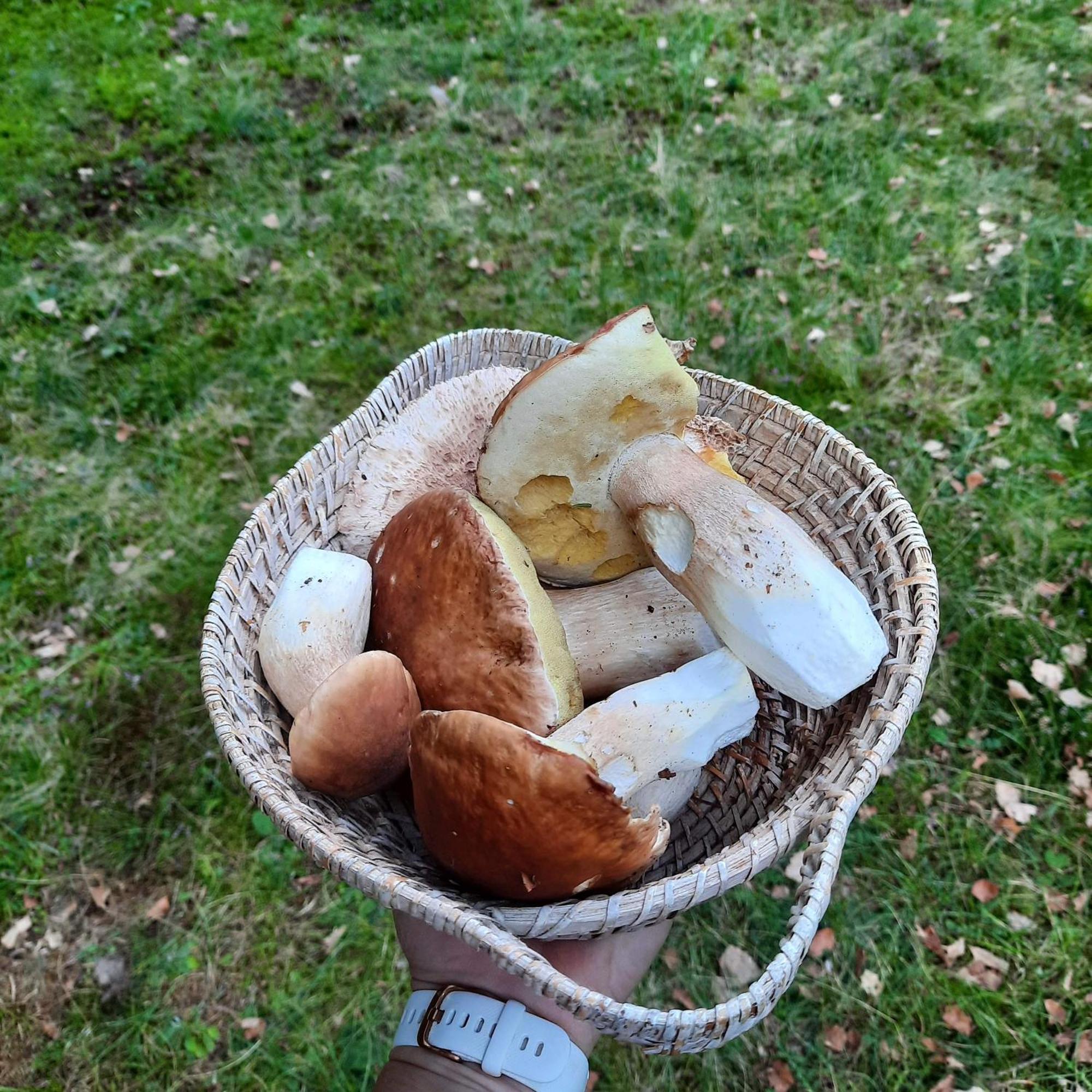 Koca V Gozdu, Forest House Near בלד מראה חיצוני תמונה